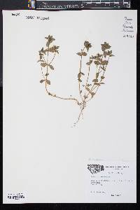 Lysimachia arvensis image