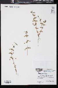 Lysimachia arvensis image