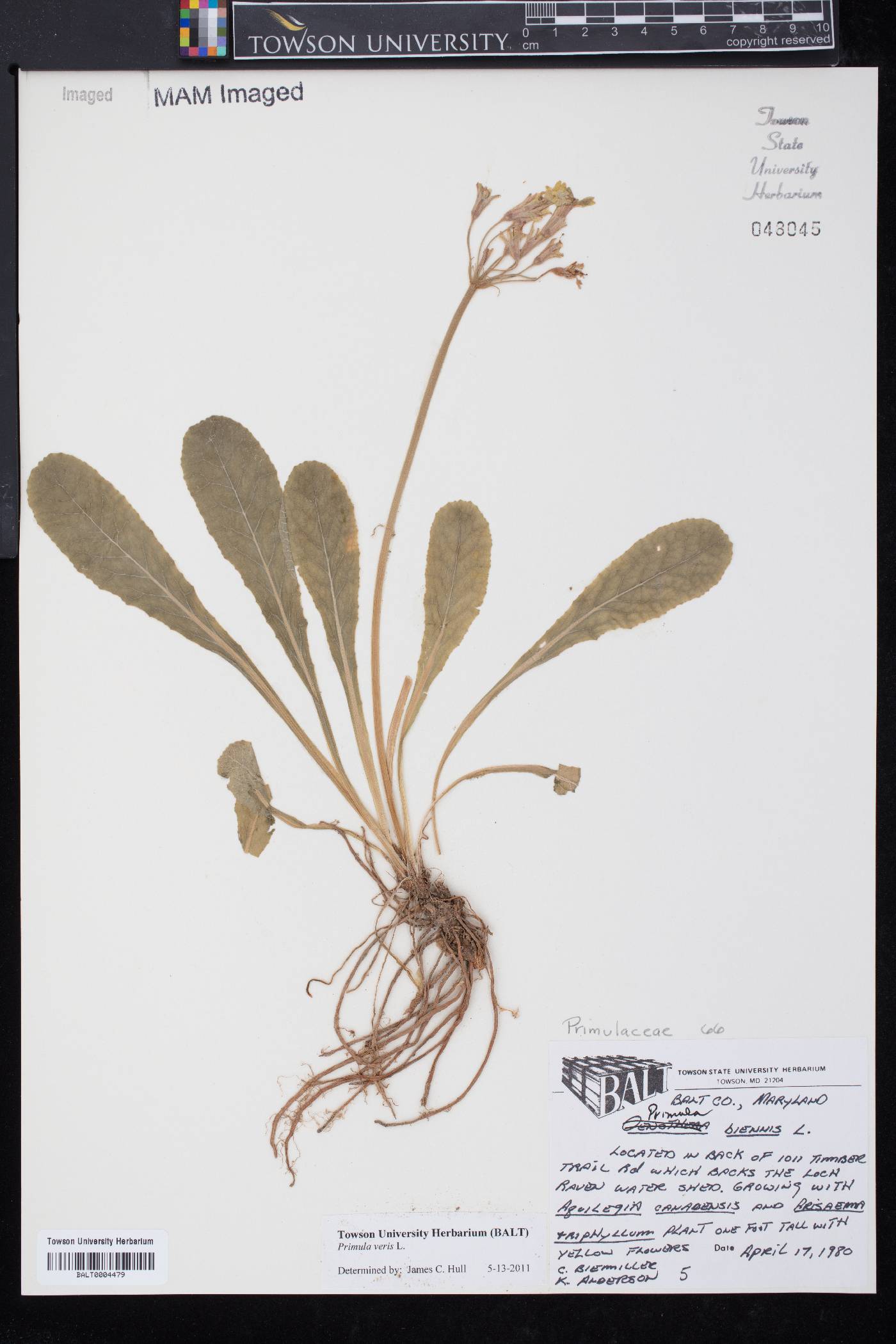 Primula veris image