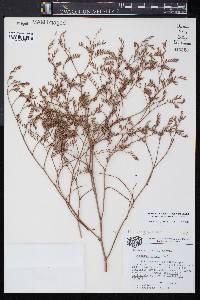 Limonium carolinianum image