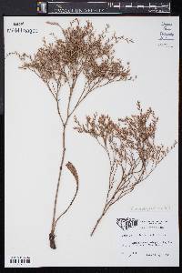 Limonium carolinianum image