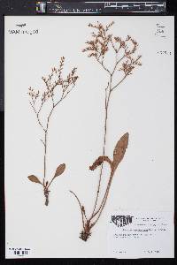 Limonium carolinianum image