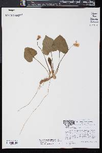 Viola macloskeyi subsp. pallens image