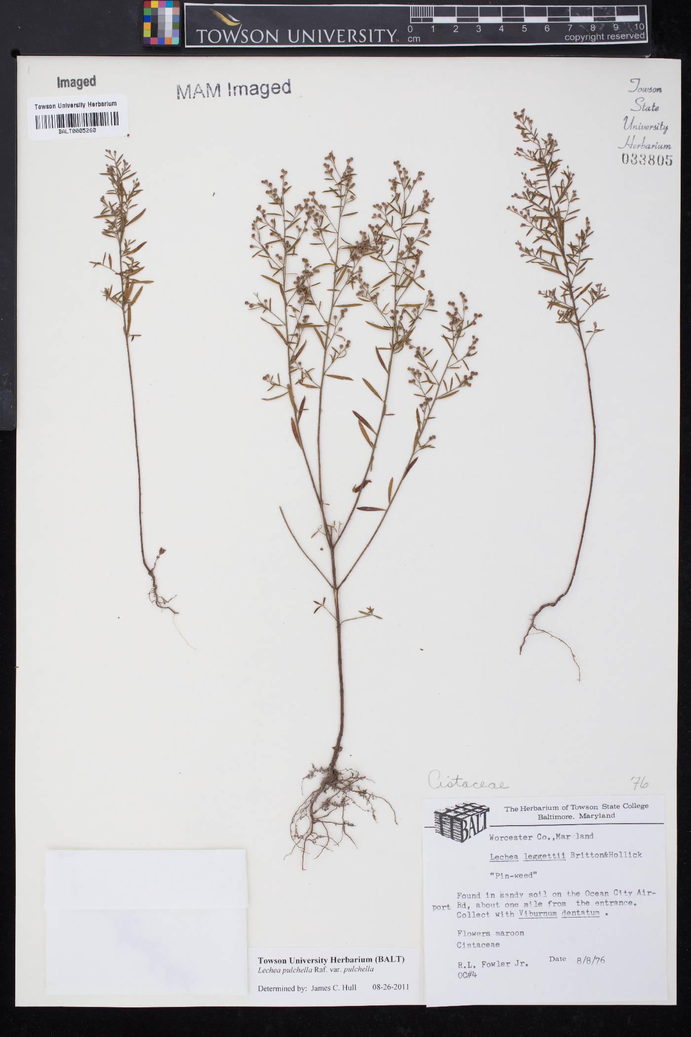 Lechea pulchella var. pulchella image