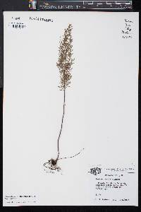 Image of Lechea sessiliflora
