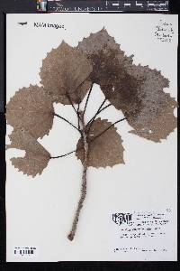 Populus grandidentata image