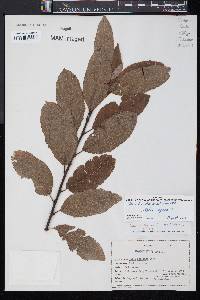 Salix caprea image