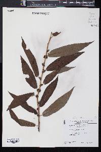 Salix cordata image