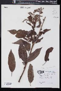 Salix lucida image