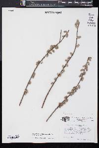 Salix myricoides image