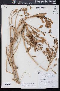 Cakile edentula subsp. edentula image