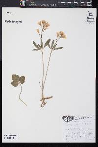 Cardamine angustata image