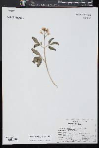 Cardamine angustata image