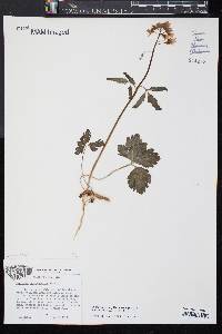 Cardamine angustata image