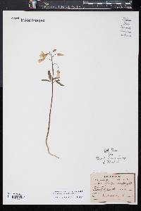 Cardamine angustata image