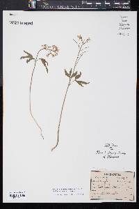 Cardamine angustata image