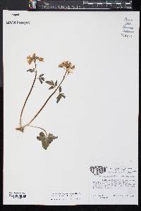 Cardamine angustata image