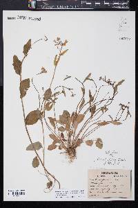 Cardamine bulbosa image