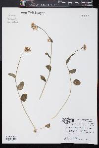 Cardamine bulbosa image