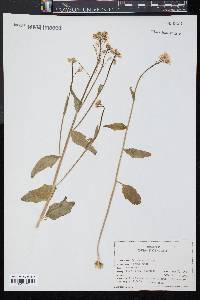 Cardamine bulbosa image