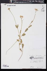 Cardamine bulbosa image