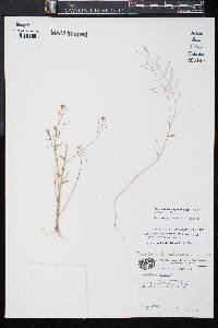 Cardamine parviflora image