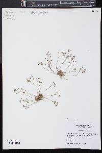 Draba verna image