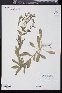 Lepidium campestre image