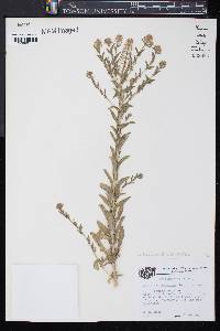 Lepidium campestre image