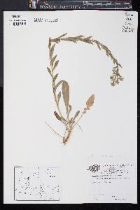 Lepidium campestre image