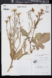 Raphanus raphanistrum image