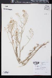 Sisymbrium altissimum image