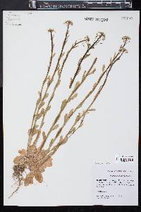 Thlaspi alliaceum image