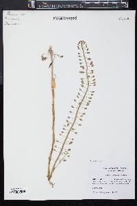 Thlaspi alliaceum image