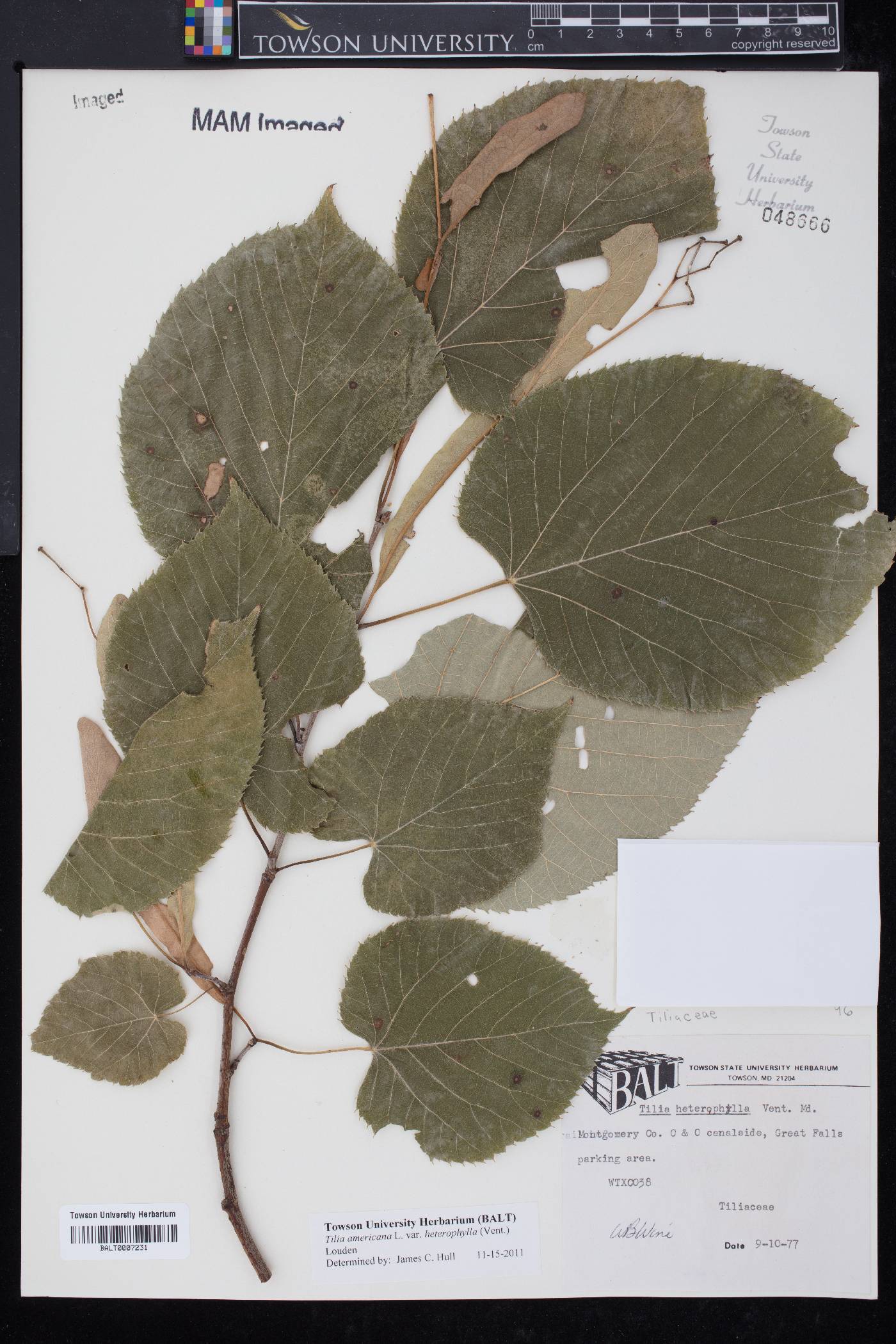 Tilia americana var. heterophylla image