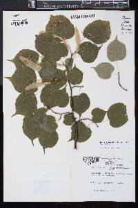 Tilia cordata image