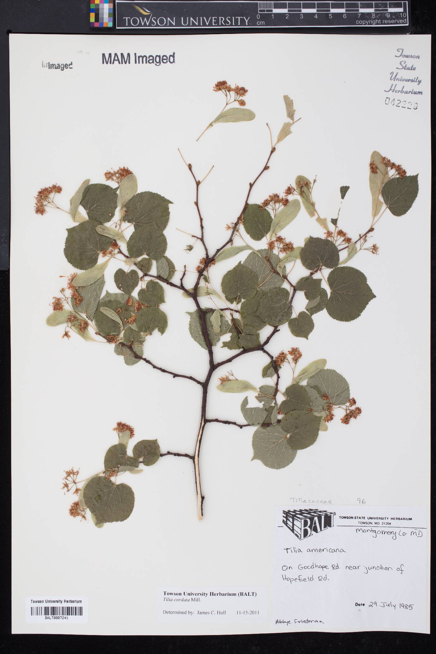 Tilia cordata image