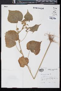 Abutilon theophrasti image