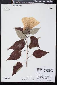 Hibiscus moscheutos image