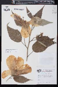 Hibiscus moscheutos image