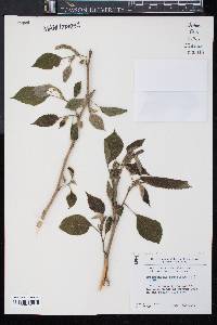 Broussonetia papyrifera image