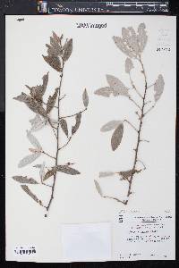 Elaeagnus angustifolia image