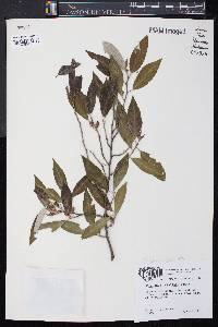 Elaeagnus umbellata image