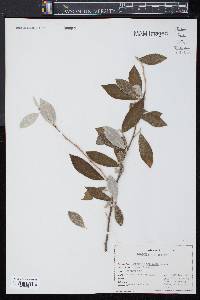 Elaeagnus umbellata image