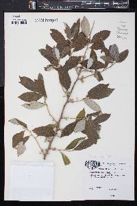 Elaeagnus umbellata image