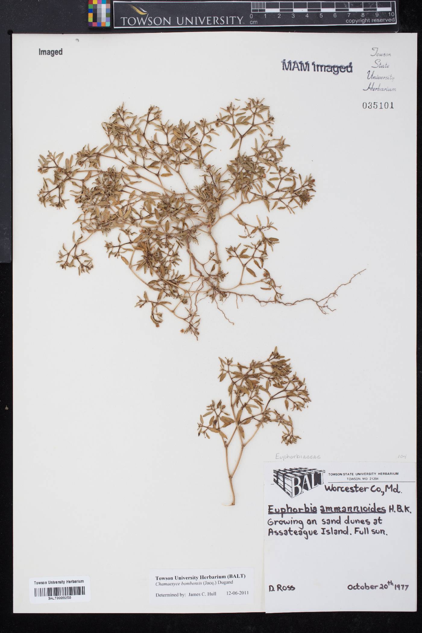 Euphorbia bombensis image