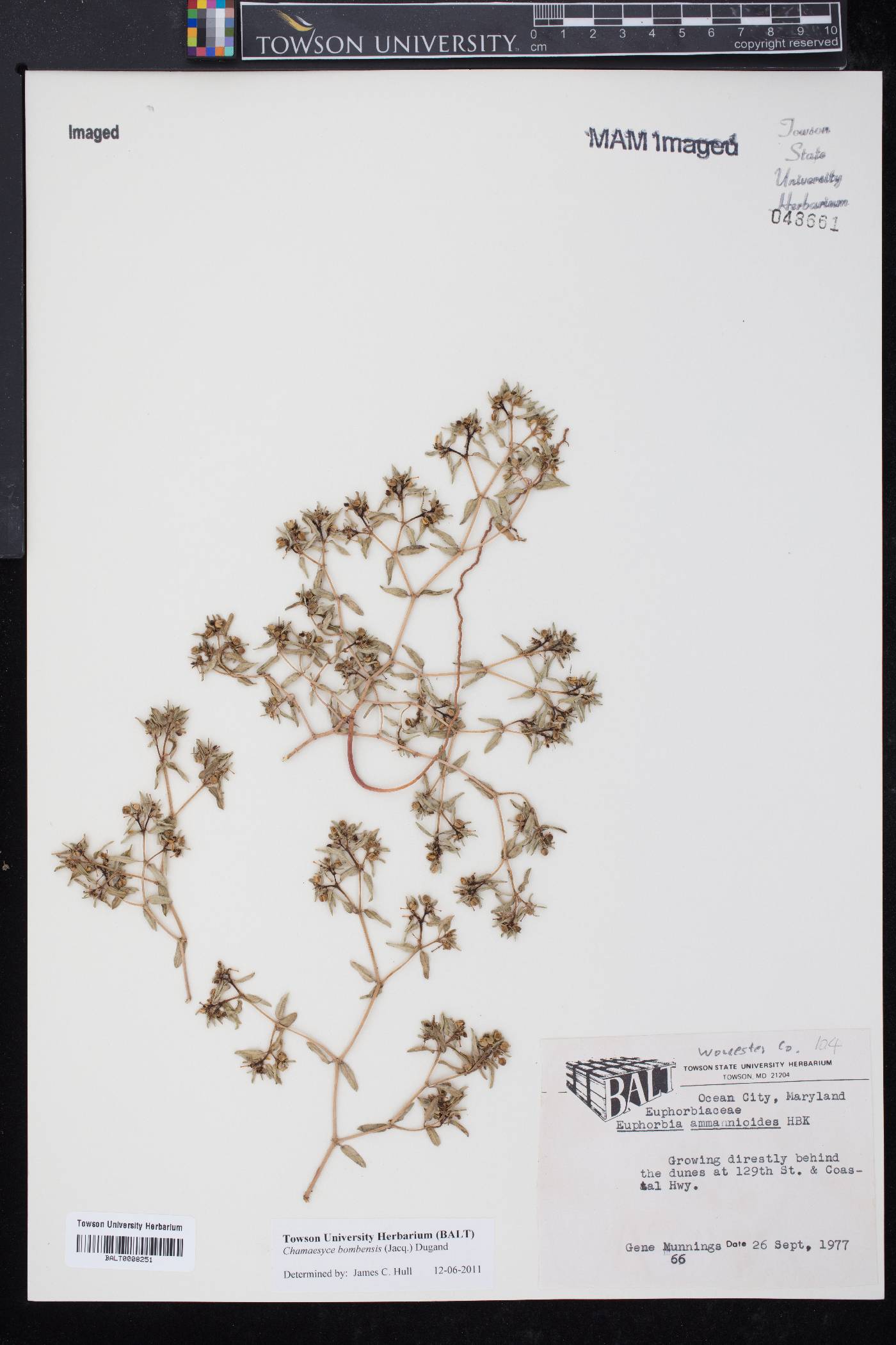 Euphorbia bombensis image