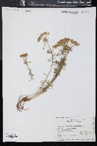 Euphorbia cyparissias image