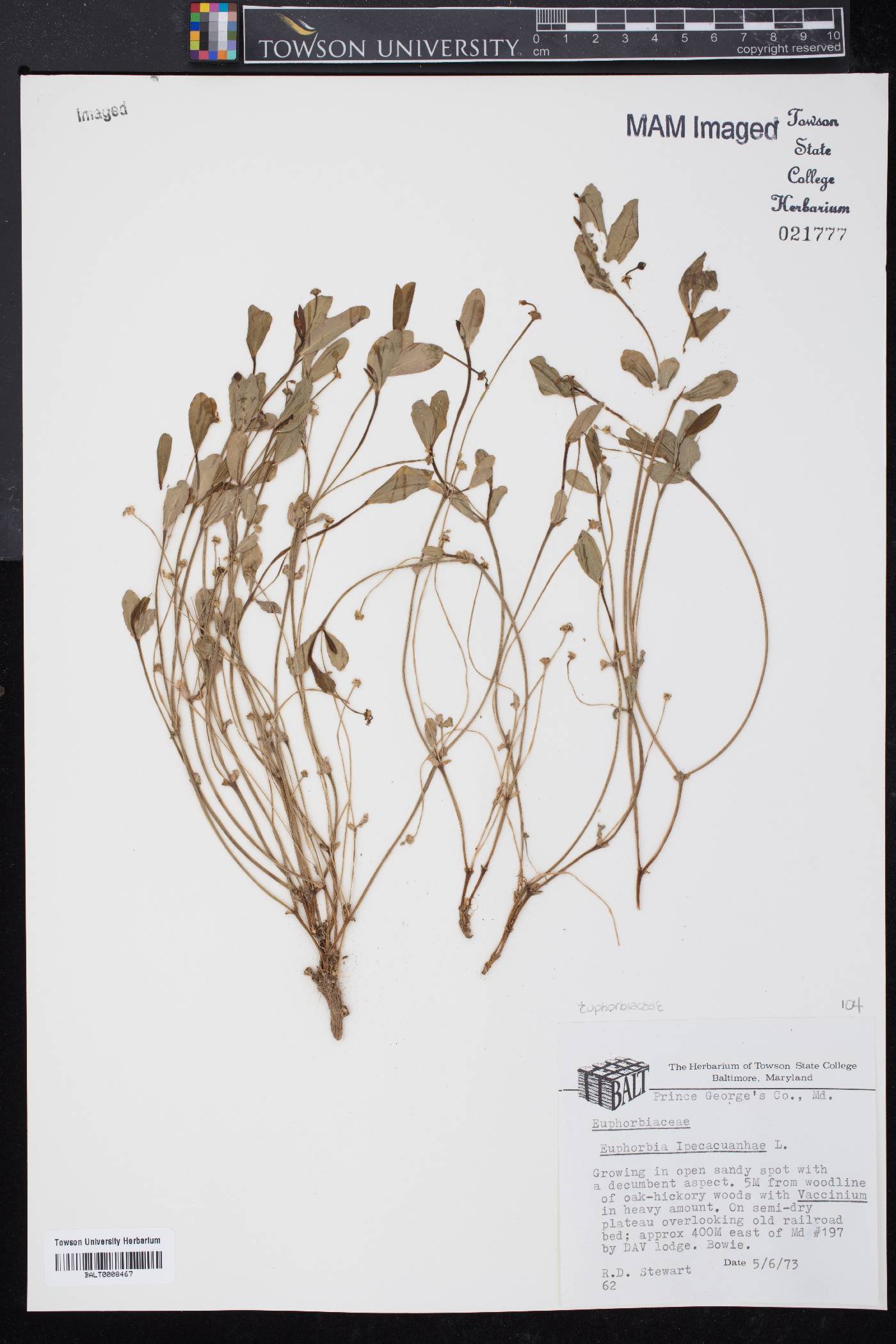 Euphorbia ipecacuanhae image