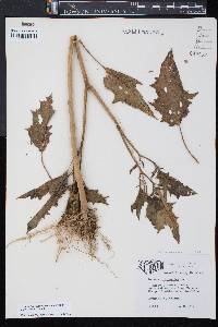 Datura stramonium image